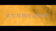边牧母狗性成熟期