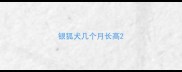 银狐犬几个月长高