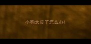 小狗太皮了怎么办