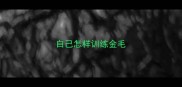 自己怎样训练金毛