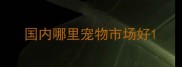 国内哪里宠物市场好