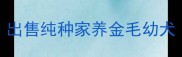 出售纯种家养金毛幼犬
