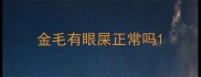 金毛有眼屎正常吗