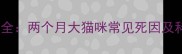 幼猫死亡原因全两个月大猫咪常见死因及科学护理指南