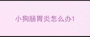 小狗肠胃炎怎么办