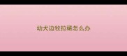 幼犬边牧拉稀怎么办