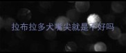 拉布拉多犬嘴尖就是不好吗