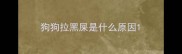 狗狗拉黑屎是什么原因