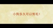 小狗多久可以剪毛