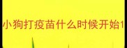 小狗打疫苗什么时候开始