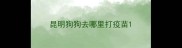 昆明狗狗去哪里打疫苗