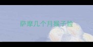 萨摩几个月猴子脸