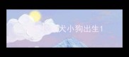 拉布拉多犬小狗出生