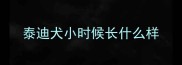泰迪犬小时候长什么样