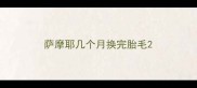 萨摩耶几个月换完胎毛
