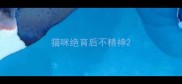 猫咪绝育后不精神