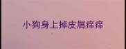 小狗身上掉皮屑痒痒