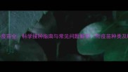 拉布拉多疫苗全科学接种指南与常见问题解答附疫苗种类及时间表