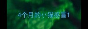 4个月的小猫感冒