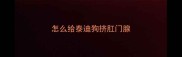 怎么给泰迪狗挤肛门腺