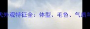 纯种金毛犬外观特征全体型毛色气质与鉴别技巧