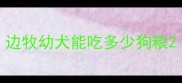 边牧幼犬能吃多少狗粮