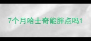 7个月哈士奇能胖点吗
