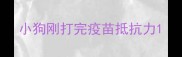 小狗刚打完疫苗抵抗力