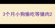 3个月小狗偷吃等猪肉