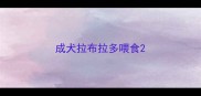 成犬拉布拉多喂食