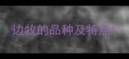 边牧的品种及特点