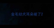 金毛幼犬耳朵破了