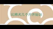 比熊犬几个月开始训