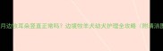 四个月边牧耳朵竖直正常吗边境牧羊犬幼犬护理全攻略附清洁图解