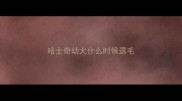 哈士奇幼犬什么时候退毛