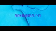 狗狗青春期几个月