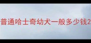 普通哈士奇幼犬一般多少钱