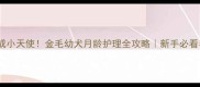 30天养成小天使金毛幼犬月龄护理全攻略新手必看养狗手册