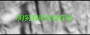 狗狗有鼻炎的症状