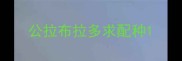 公拉布拉多求配种