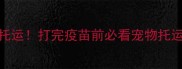 疫苗未满别托运打完疫苗前必看宠物托运全流程指南