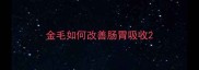 金毛如何改善肠胃吸收