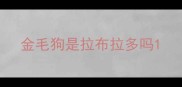 金毛狗是拉布拉多吗