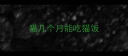 猫几个月能吃猫饭