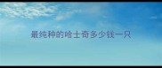 最纯种的哈士奇多少钱一只