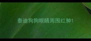 泰迪狗狗眼睛周围红肿
