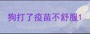 狗打了疫苗不舒服