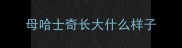 母哈士奇长大什么样子