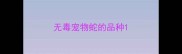 无毒宠物蛇的品种