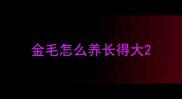 金毛怎么养长得大
